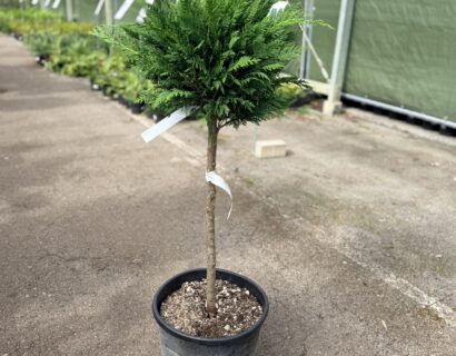Cupressocyparis leylandii op stam (bolvorm) - 