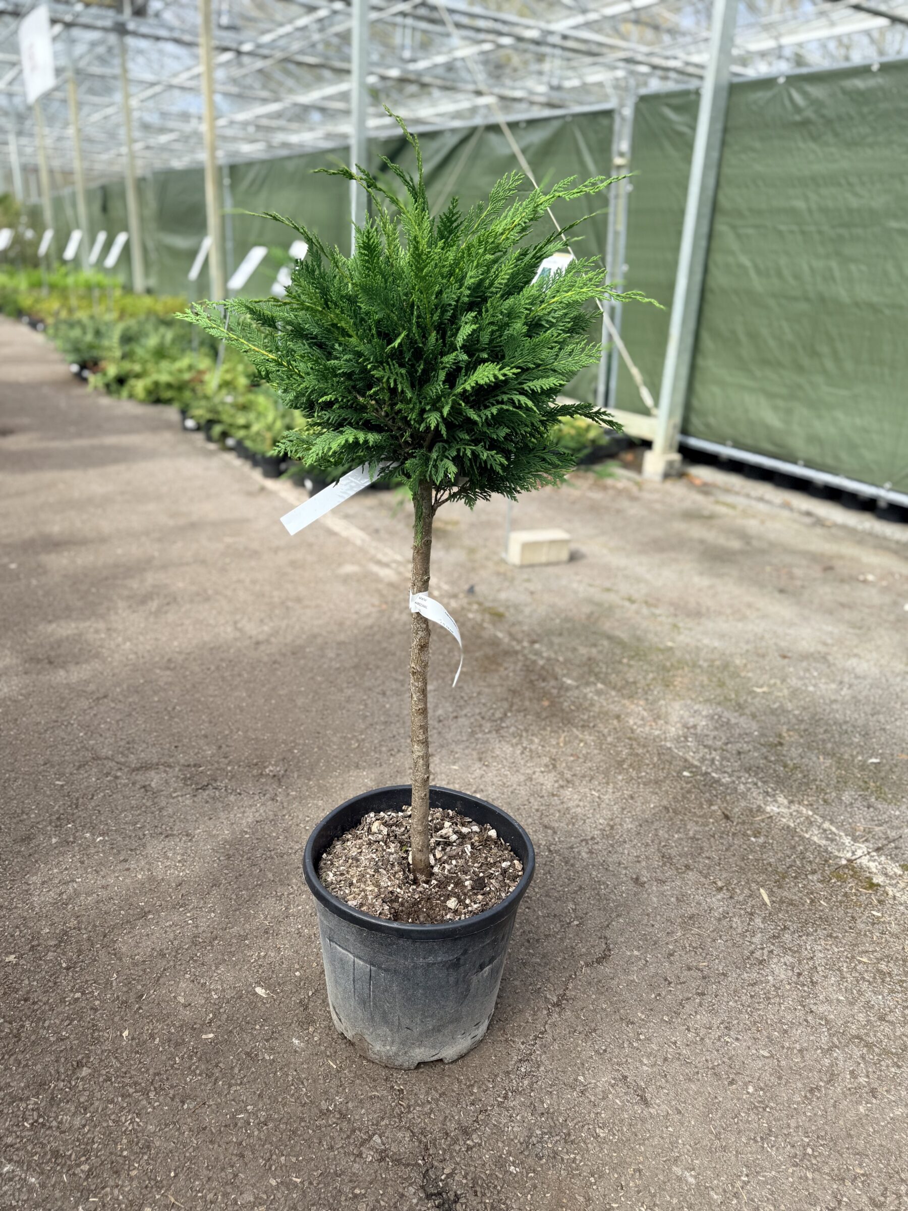 Cupressocyparis leylandii op stam (bolvorm) - 