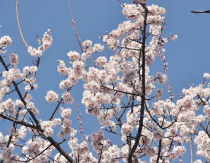 Prunus incisa ‘Kojou No Mai’ - Dwergsierkers