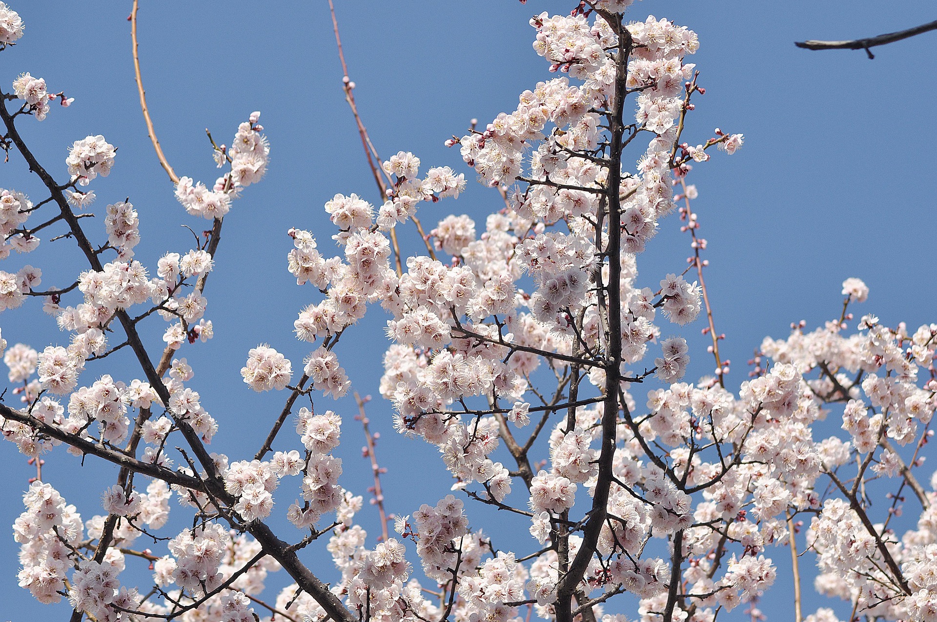 Prunus incisa ‘Kojou No Mai’ - Dwergsierkers