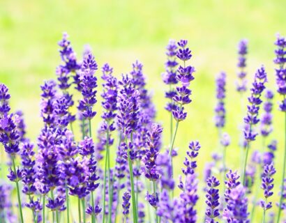 Lavandula angustifolia - Lavendel