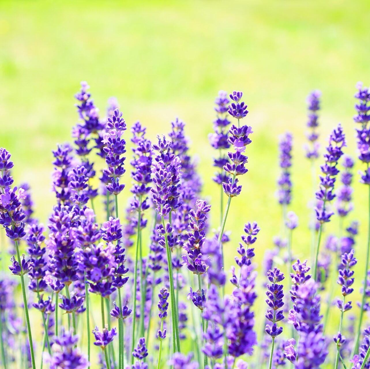 Lavandula angustifolia - Lavendel