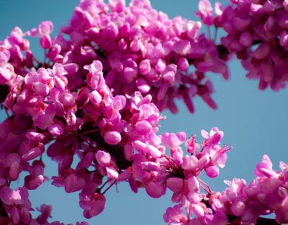 Cercis canadensis ‘Pink Pom Pom’ - Judasboom