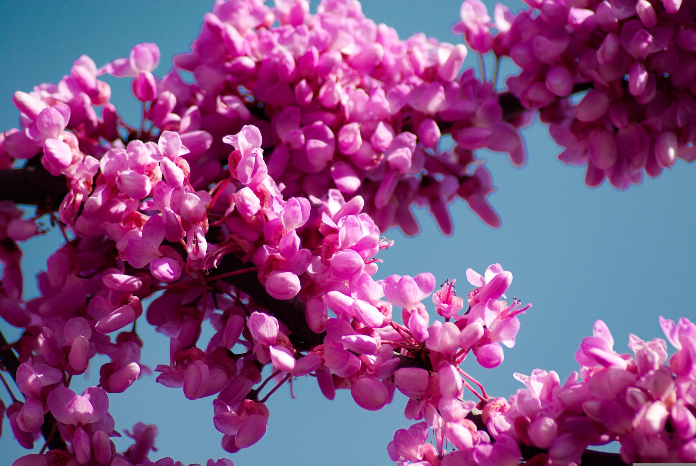 Cercis canadensis ‘Pink Pom Pom’ - Judasboom