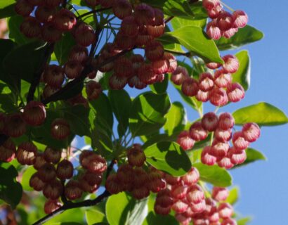 Ekianthus campanulatus - Pronkklokje, Japanse Klokjesstruik