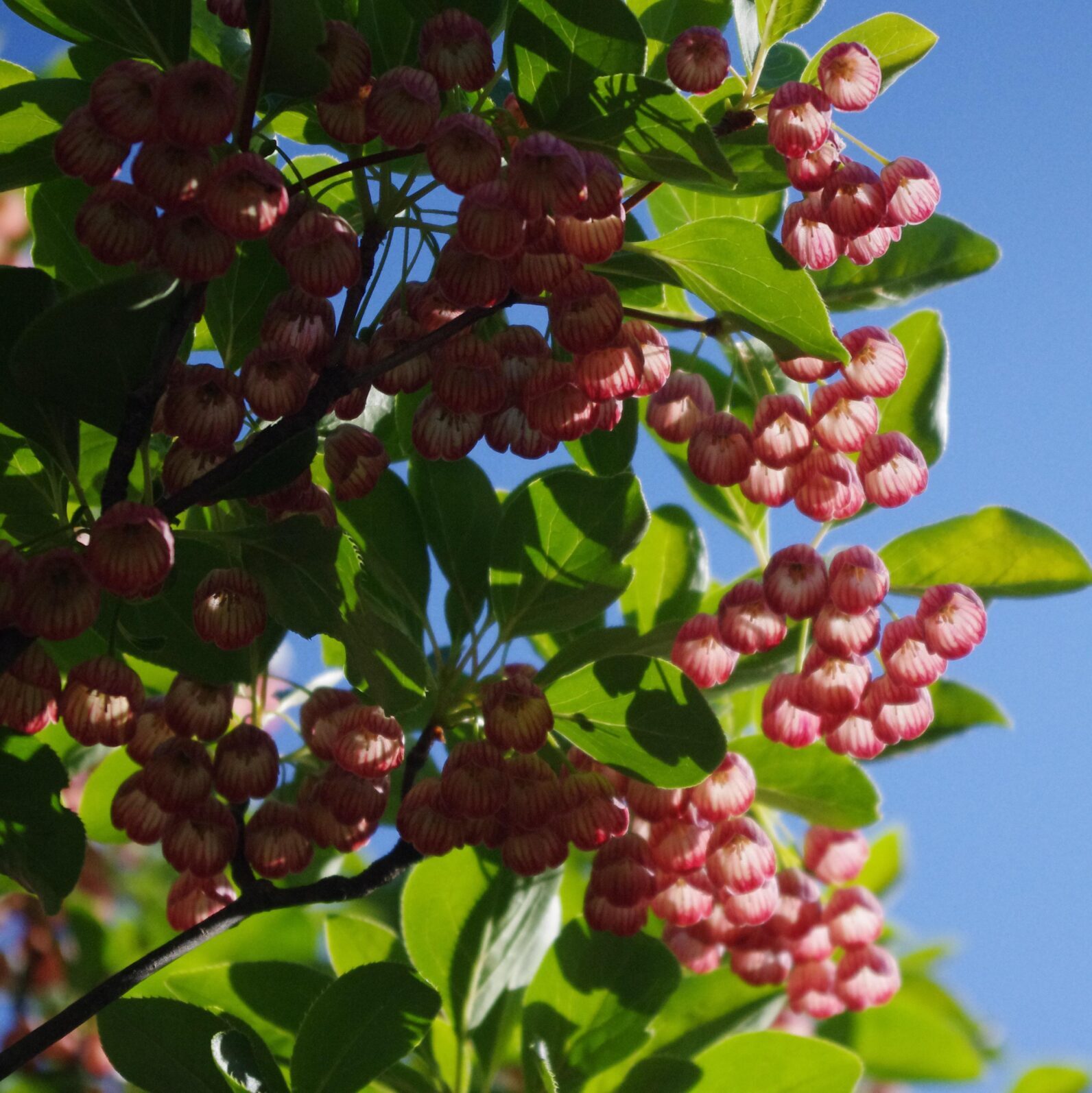Ekianthus campanulatus - Pronkklokje, Japanse Klokjesstruik
