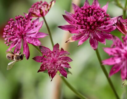 Astrantia major ‘Cerise Button’ - Zeeuws knoopje