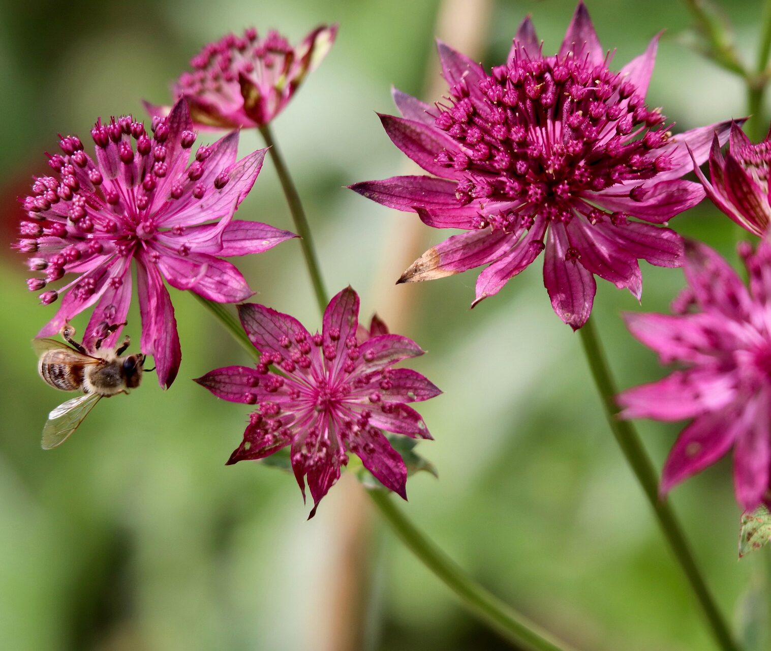 Astrantia major ‘Cerise Button’ - Zeeuws knoopje