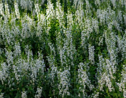 Salvia ‘Mystic White’ - Salvia