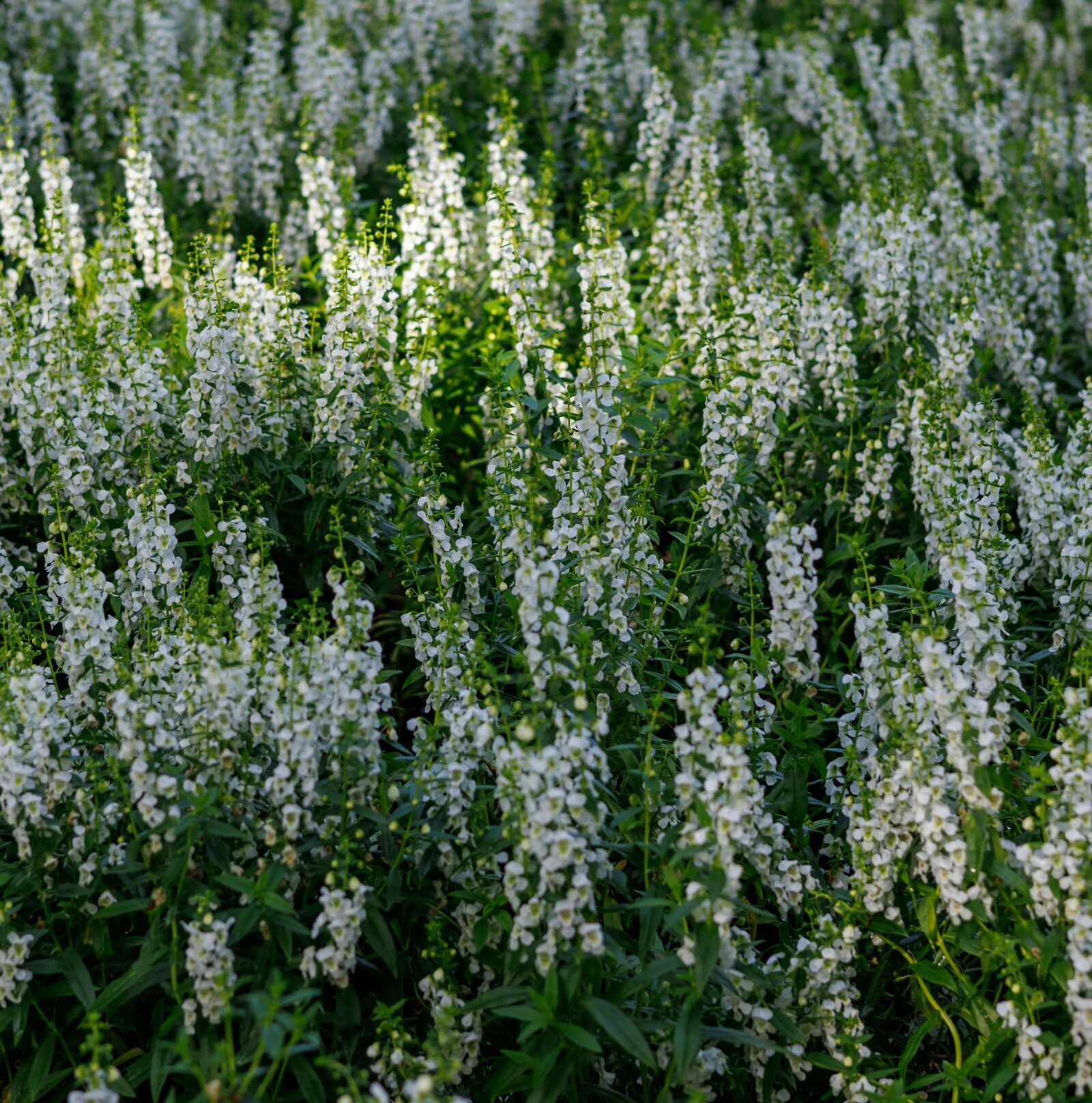 Salvia ‘Mystic White’ - Salvia