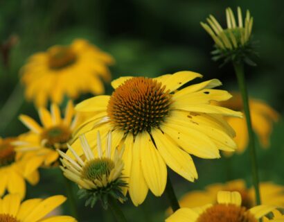 Echinacea ‘Fountain Yellow’ - Zonnehoed