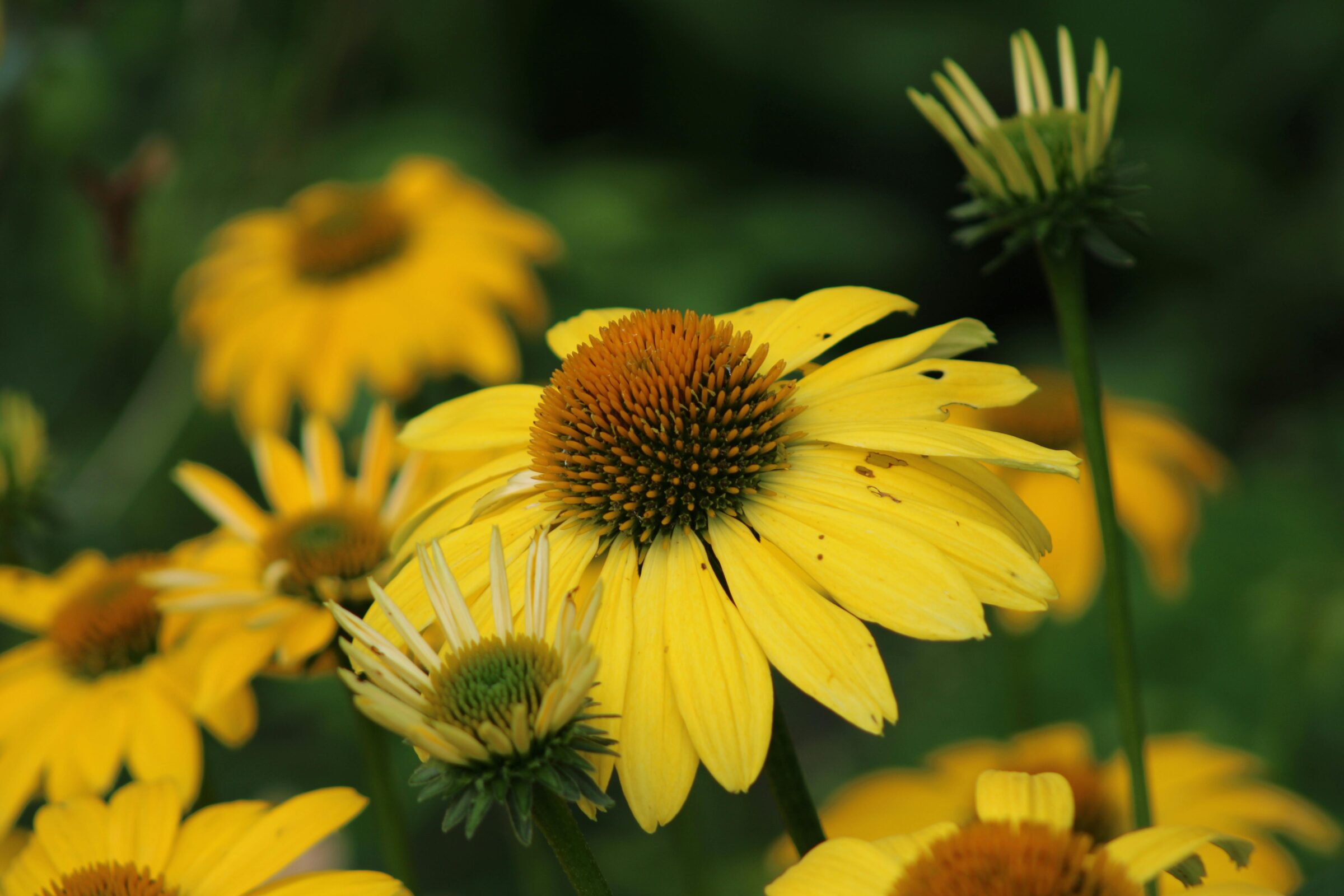Echinacea ‘Fountain Yellow’ - Zonnehoed