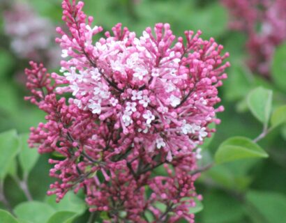 Syringa ‘Red Pixie’ - Seringen