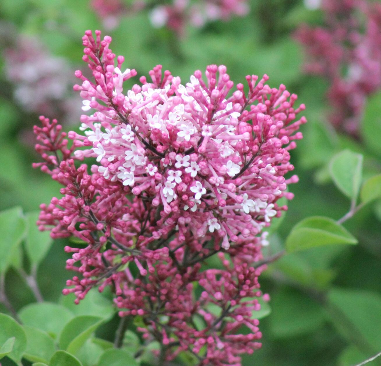 Syringa ‘Red Pixie’ - Seringen