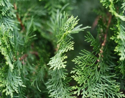 Thuja occidentalis ‘Piccadilly’ - Levensboom