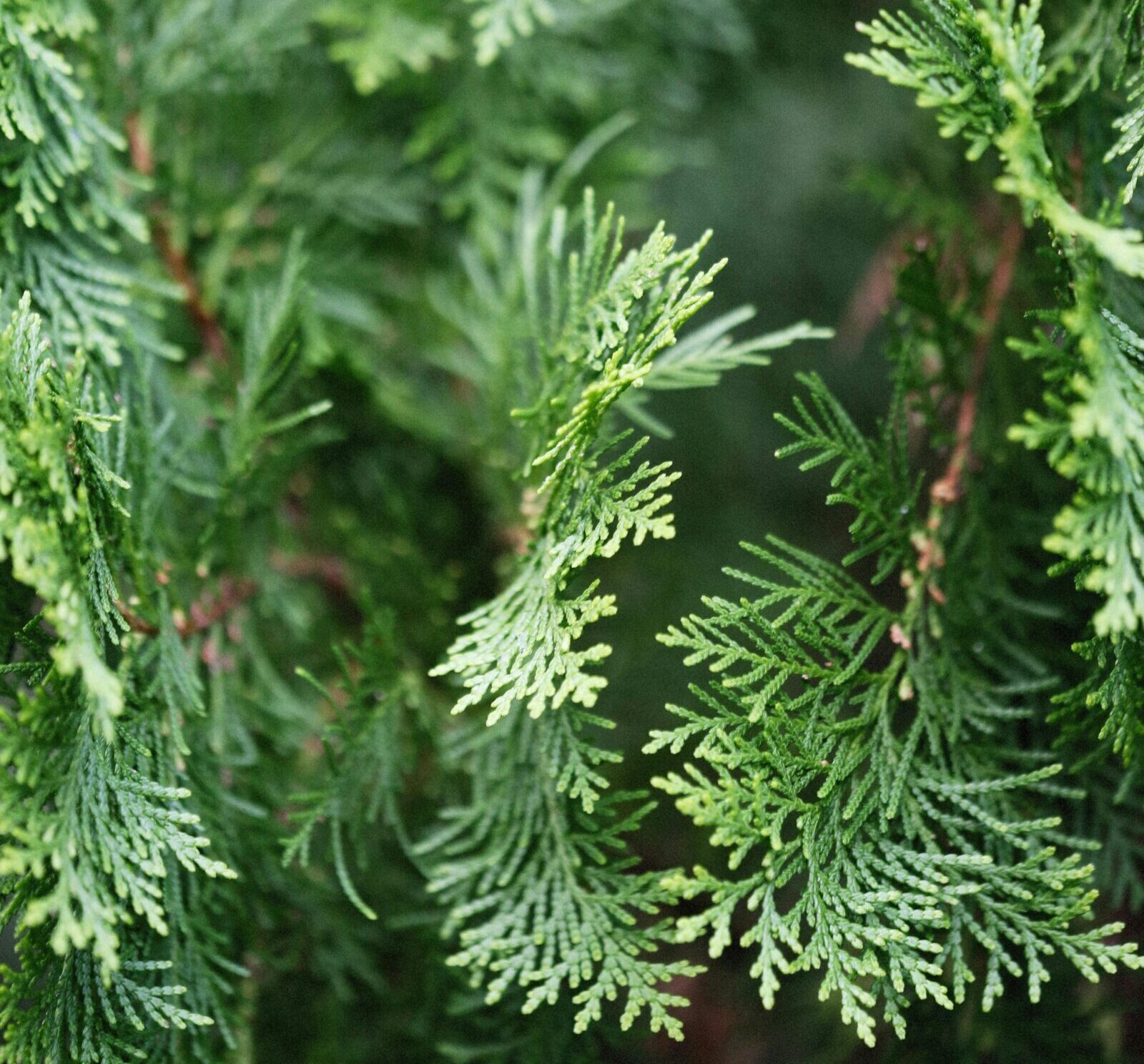 Thuja occidentalis ‘Piccadilly’ - Levensboom
