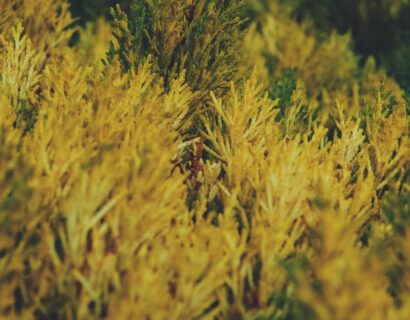 Juniperus conferta ‘All Gold’ - Jeneverbes