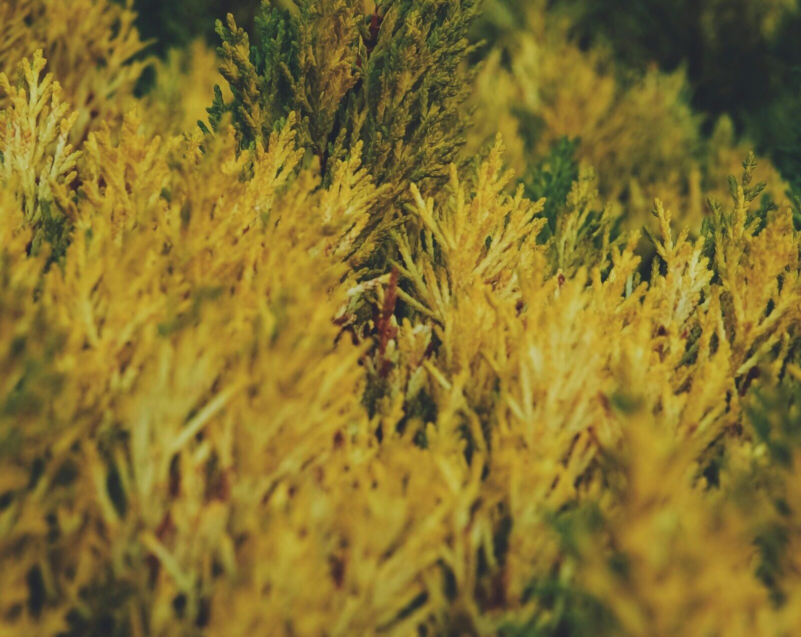 Juniperus conferta ‘All Gold’ - Jeneverbes