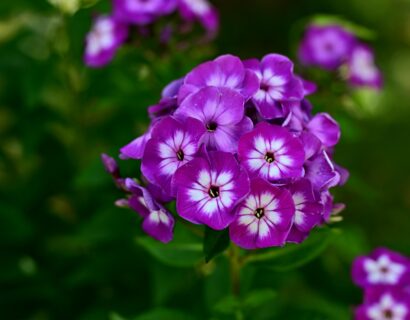 Phlox ‘Famous Purple’ - Floks