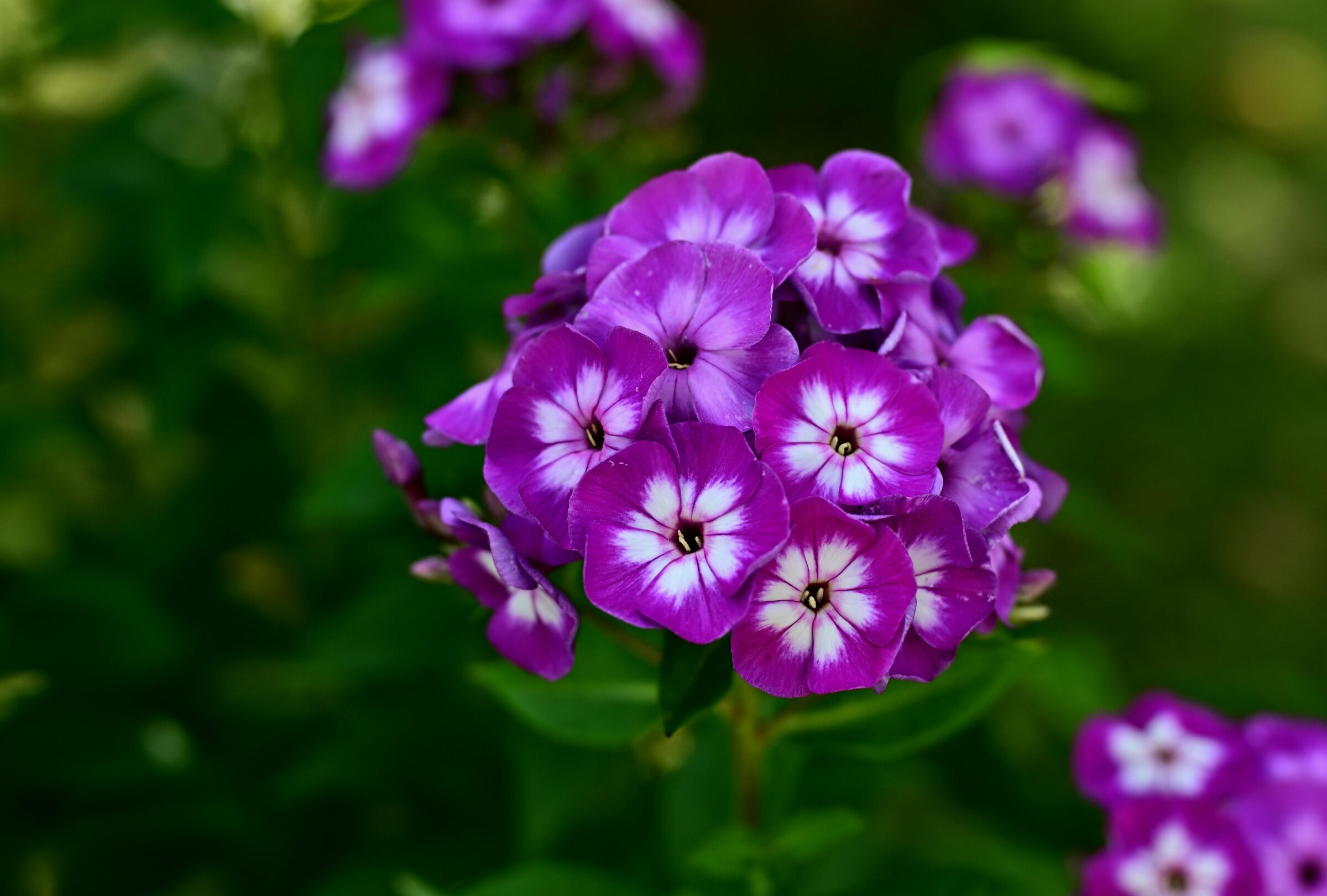 Phlox ‘Famous Purple’ - Floks
