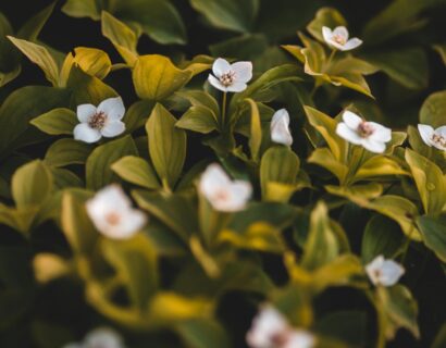 Cornus canadensis - Kornoelje, dwergkornoelje
