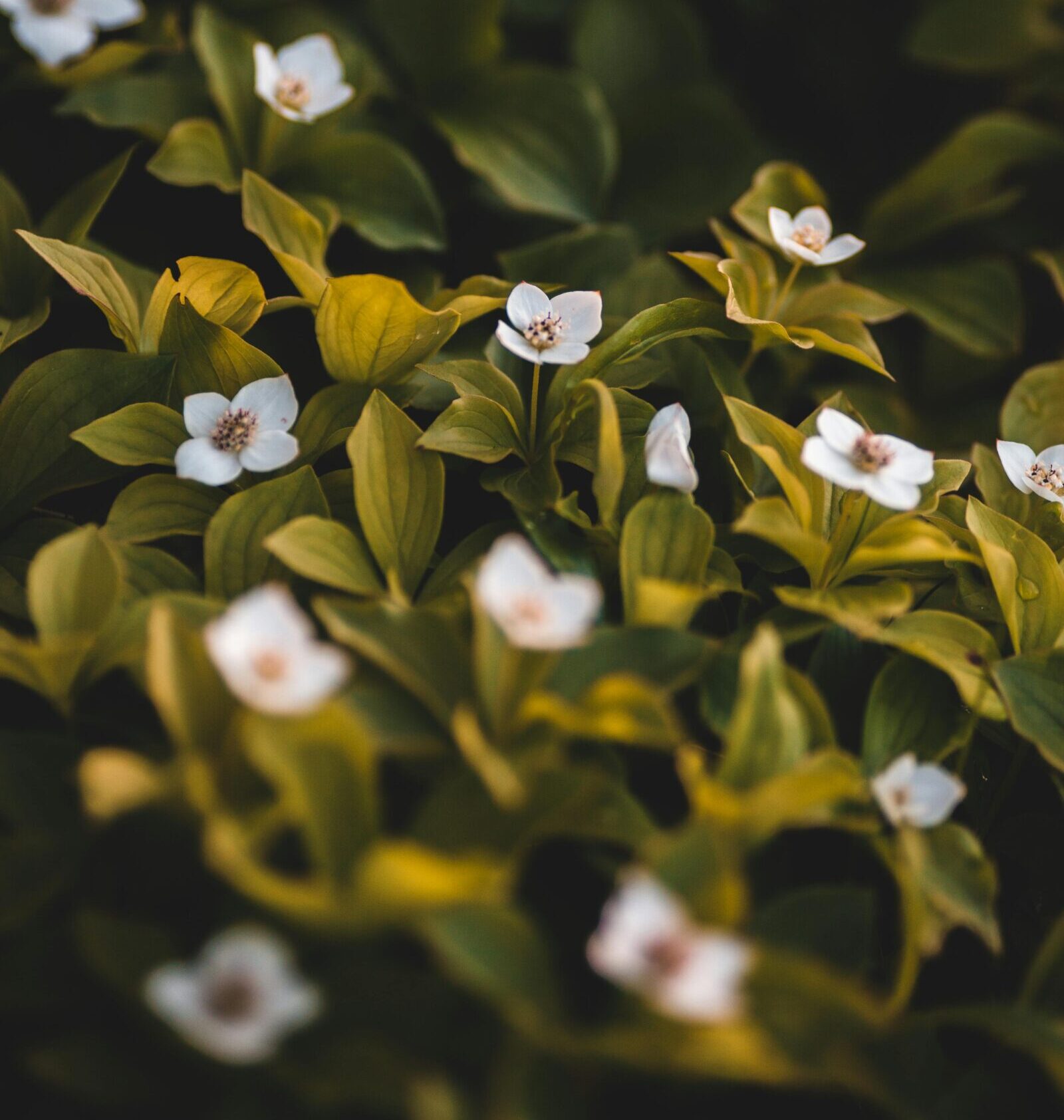 Cornus canadensis - Kornoelje, dwergkornoelje