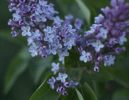 Syringa vulgaris ‘President Grevy’ - Sering