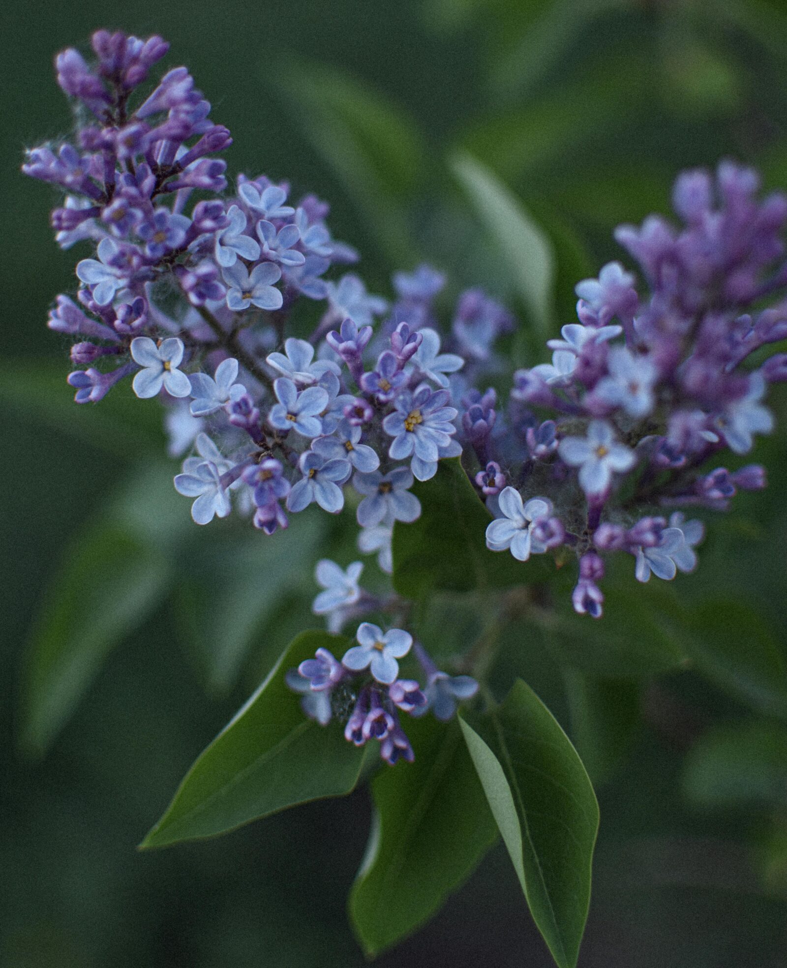 Syringa vulgaris ‘President Grevy’ - Sering
