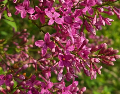 Syringa vulgaris ‘Belle de Nancy’ - Sering