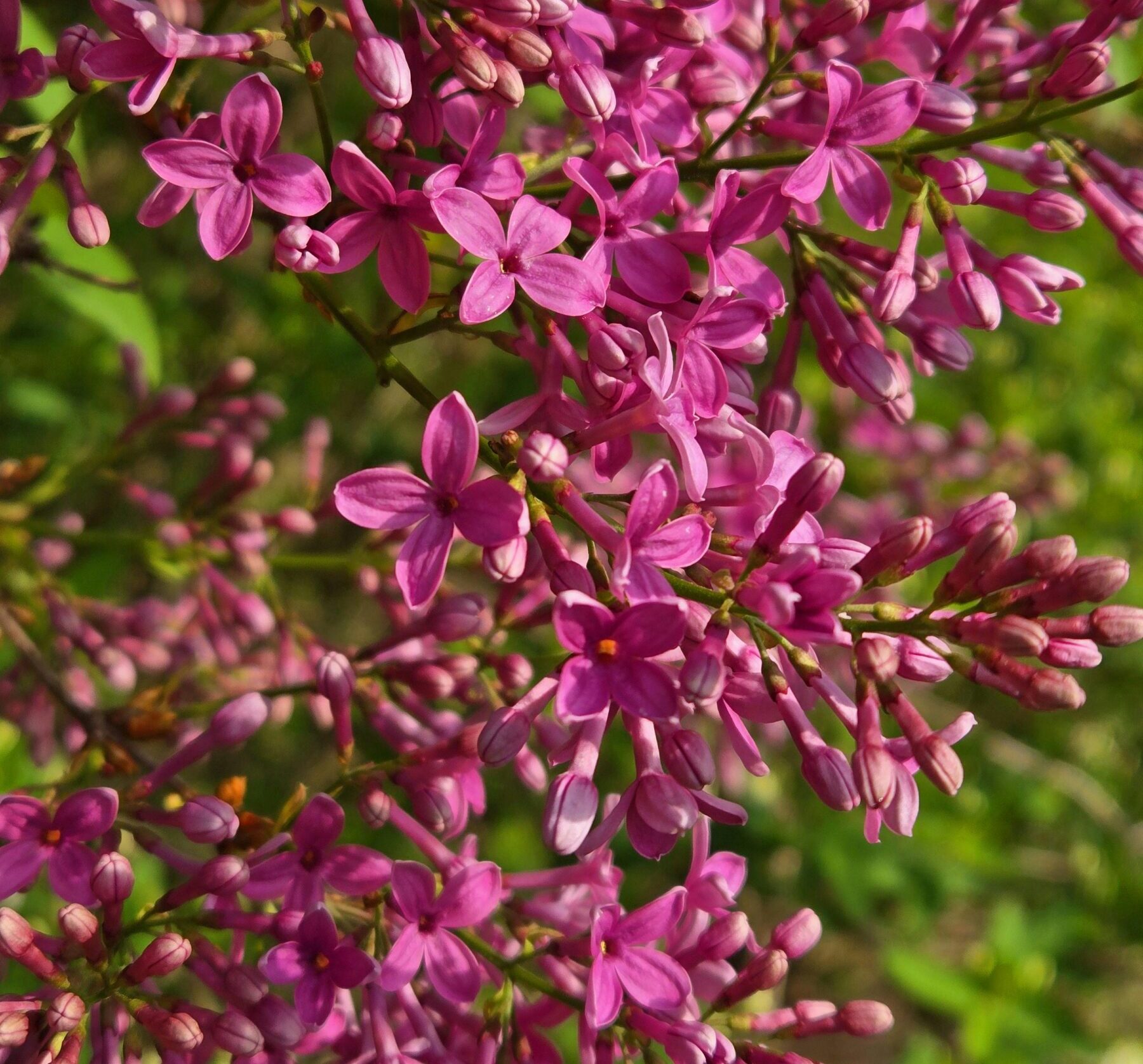 Syringa vulgaris ‘Belle de Nancy’ - Sering