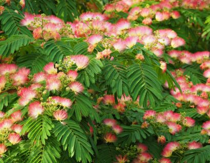 Ablizia julibrissin meerstammig - Perzische slaapboom