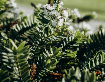 Hebe ‘Wiri Mist’ - Struikveronica