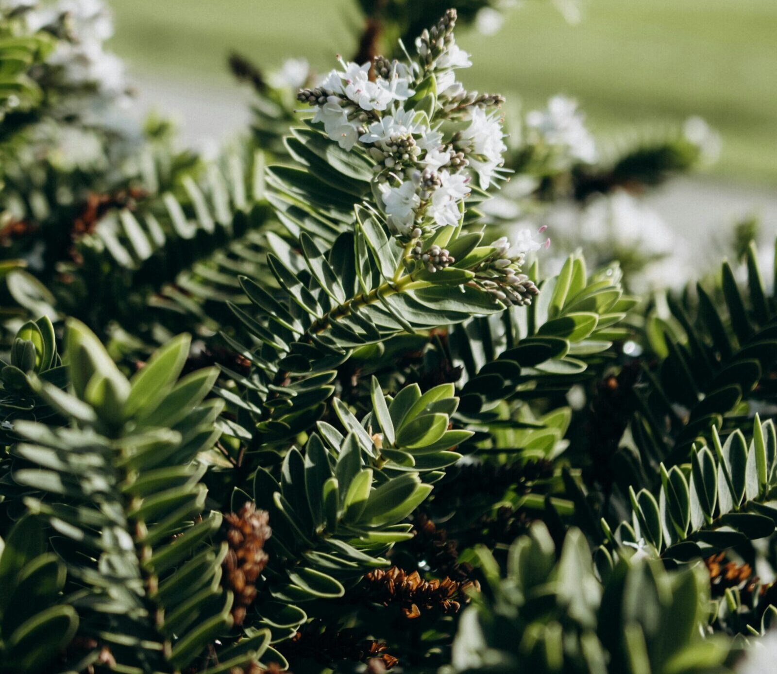 Hebe ‘Wiri Mist’ - Struikveronica