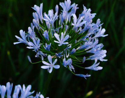 Agapanthus ‘Pitchoune Blue’ - Afrikaanse lelie