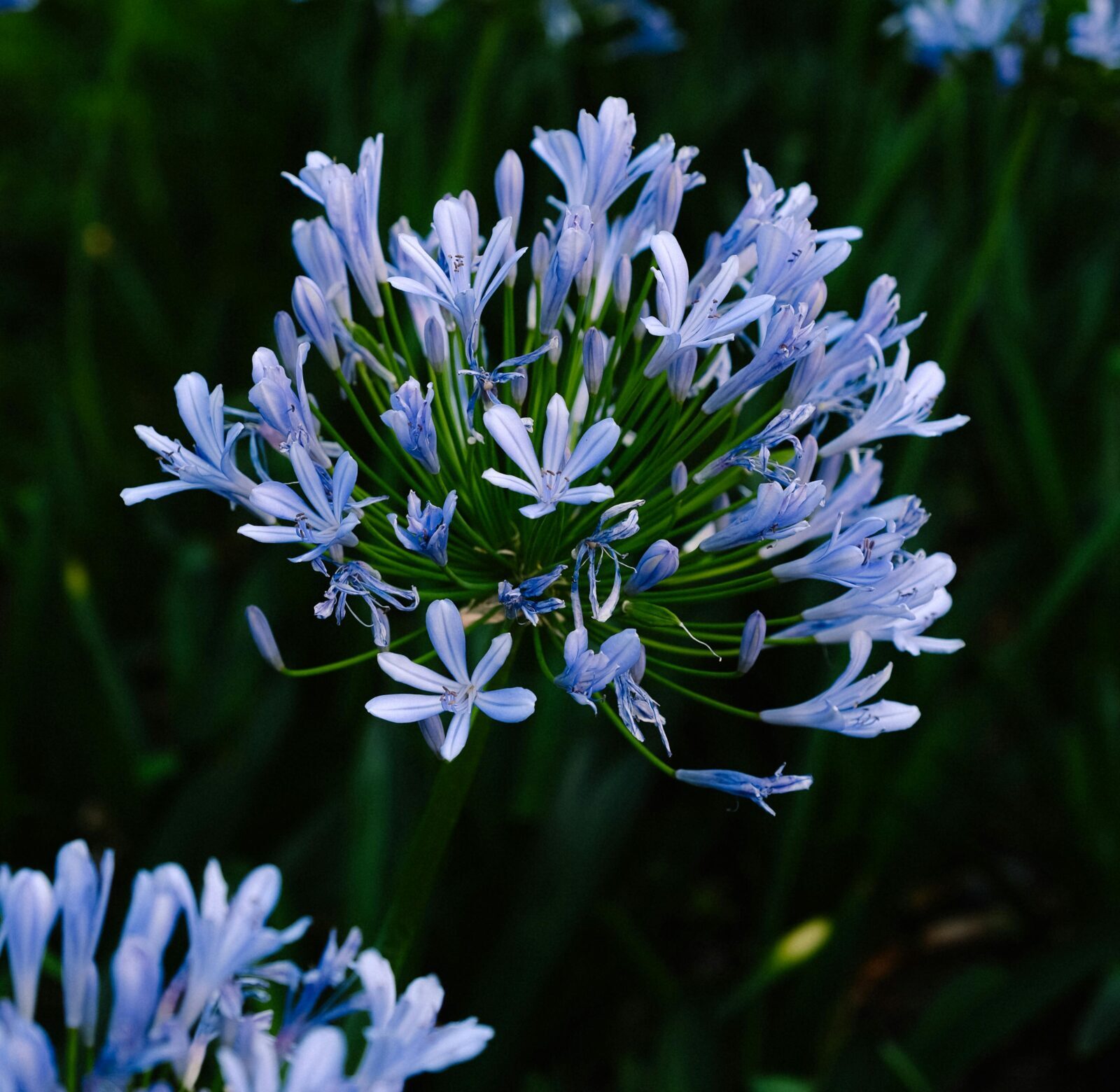 Agapanthus ‘Pitchoune Blue’ - Afrikaanse lelie