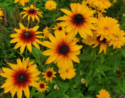 Heliopsis helianthoides ‘Funky Spinner’ - Zonneogen
