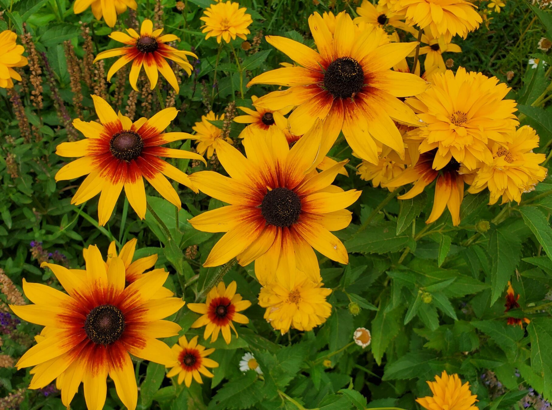 Heliopsis helianthoides ‘Funky Spinner’ - Zonneogen