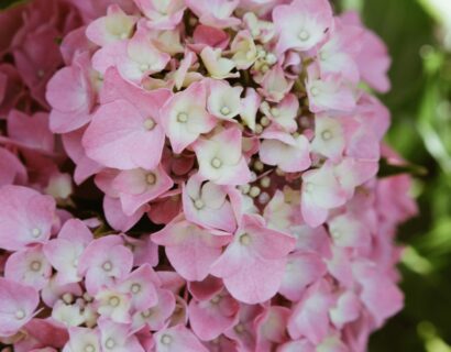 Hydrangea macrophylla Forever & Ever ‘Hortbux Pink’ - Hortensia