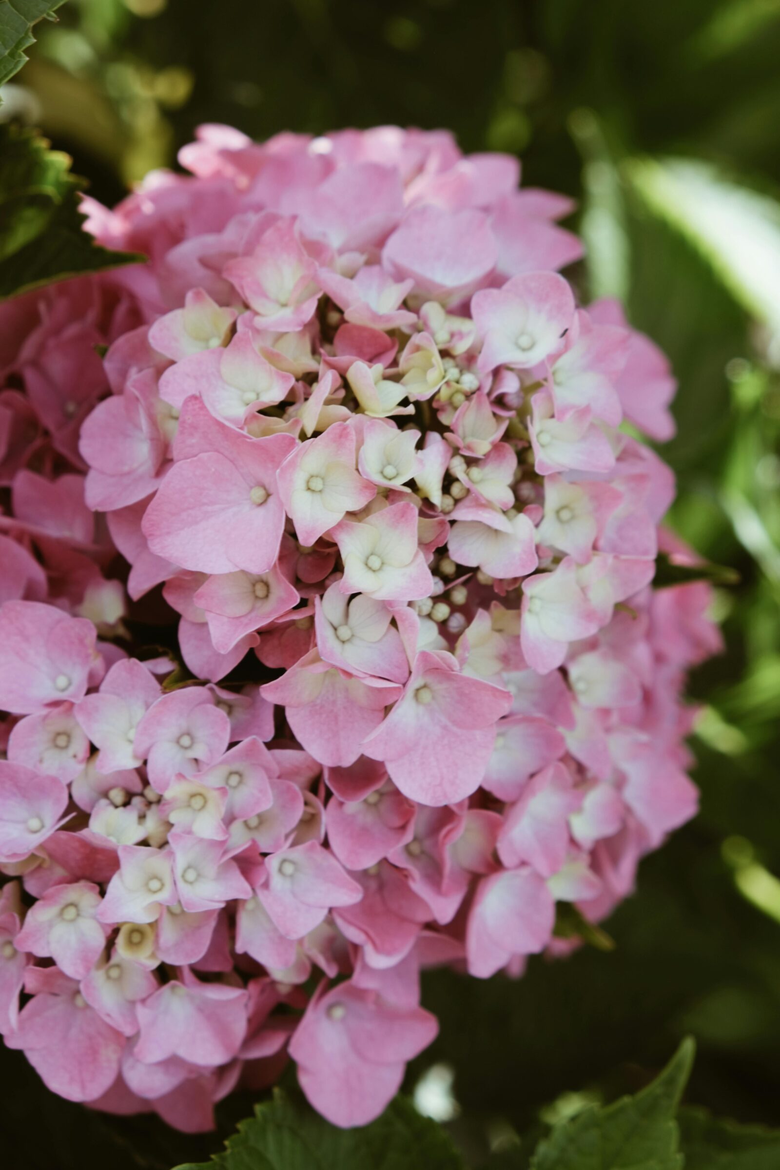 Hydrangea macrophylla Forever & Ever ‘Hortbux Pink’ - Hortensia
