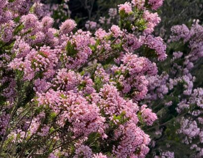 Andromeda polifolia ‘Compacta’ - Lavendelheide