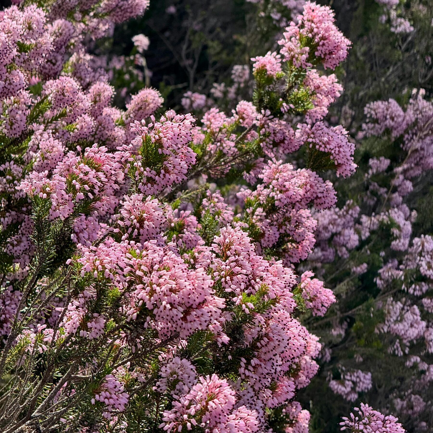 Andromeda polifolia ‘Compacta’ - Lavendelheide