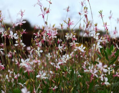 Gaura lindheimeri ‘Gaudi Pink’ - Prachtkaars