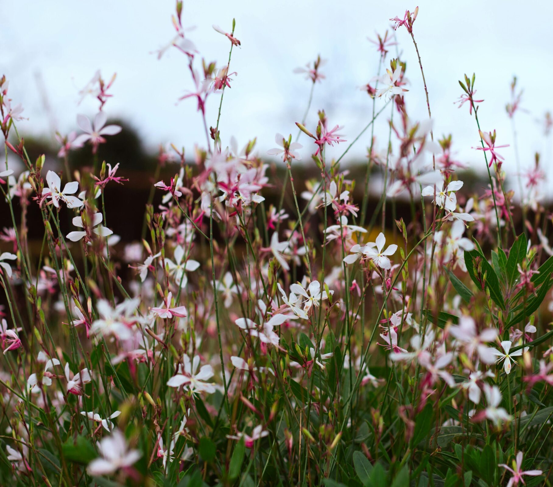Gaura lindheimeri ‘Gaudi Pink’ - Prachtkaars
