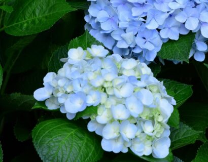 Hydrangea macrophylla Forever & Ever ‘Hortbux Blue’ - Hortensia