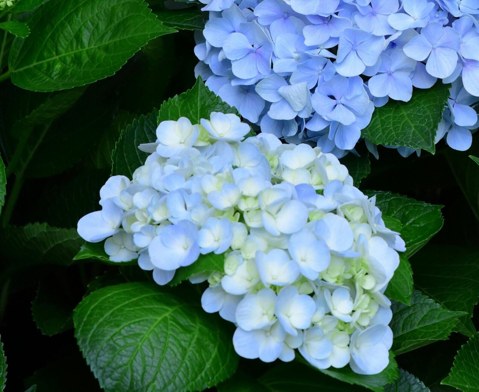 Hydrangea macrophylla Forever & Ever ‘Hortbux Blue’ - Hortensia