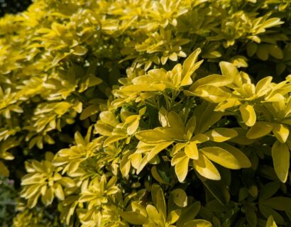 Choisya ‘Aztec Gold’ - Mexicaanse oranjebloesem