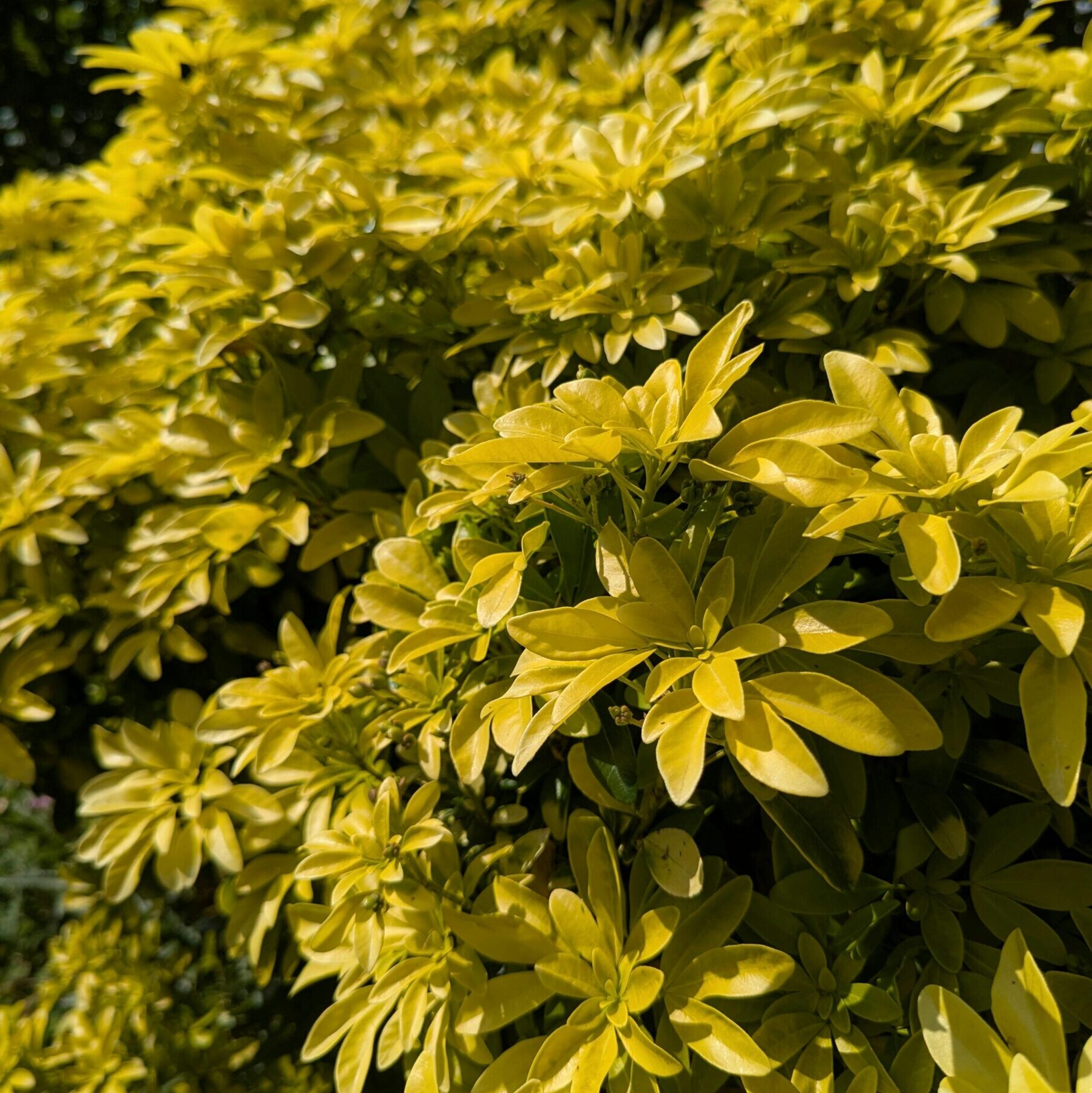 Choisya ‘Aztec Gold’ - Mexicaanse oranjebloesem