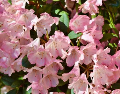Rhododendron ‘Ginny Gee’ - Dwegrhododendron