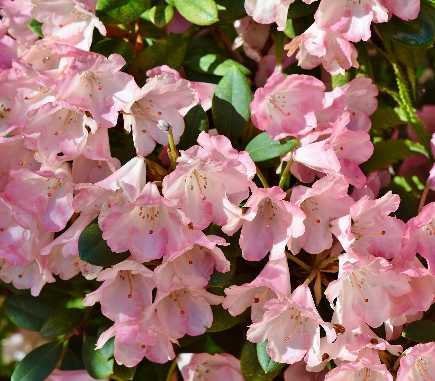 Rhododendron ‘Ginny Gee’ - Dwegrhododendron