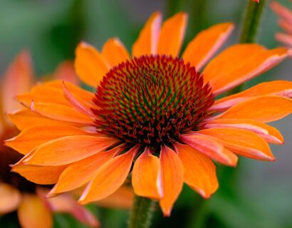 Echinacea sunseekers ‘Pumpkin Pie’ - Zonnehoed